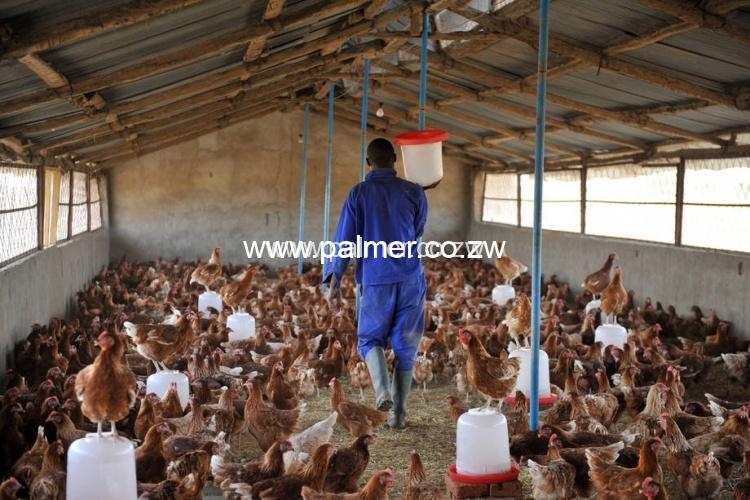 chicken run design building services Palmer construction Zimbabwe